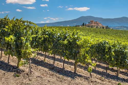 Viñedo en La Rioja